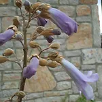 Tsira * ميسوديه