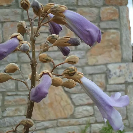 Tsira * Mesudiye (Datca)